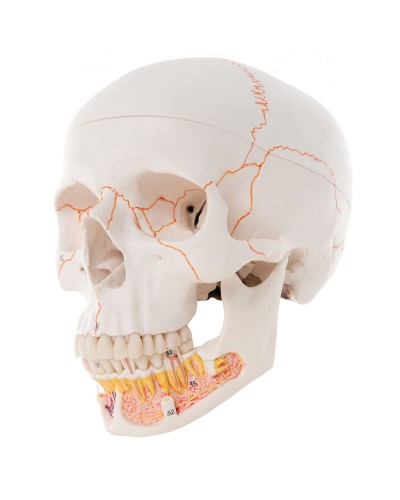 Classic Human Skull Model, with Opened Lower Jaw, 3 part